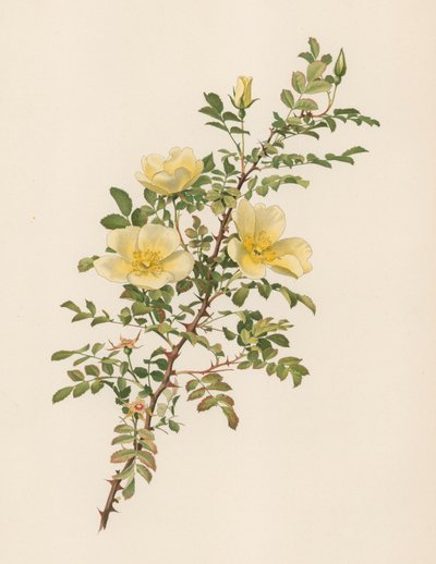 English Rose by English School
